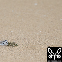 浜では、小石で風を避けたシロチドリが休憩。