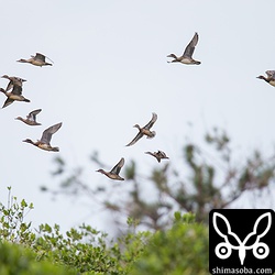 ヒドリガモやコガモ、ハシビロガモがいました。ミサゴに驚くと飛び立って、アンパル上空を数回回った後戻ってきます。