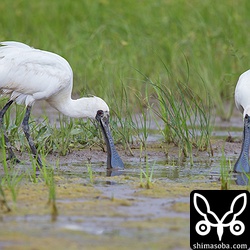 水のあまりない田んぼでしたが、2羽のクロツラヘラサギは一生懸命餌探ししていました。