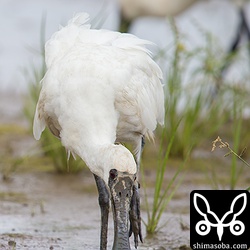 左足を怪我しているクロツラヘラサギ。顔が泥だらけなのは、足が悪いので着地の時顔から泥に突っ込んだんでしょうか。