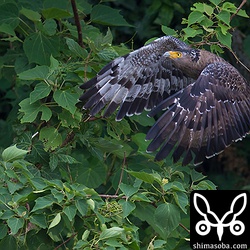 木の茂みに運び食っていました。
