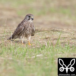 ハイイロチュウヒを怖がっていたチョウゲンボウです。一度はハイチュウに驚きいなくなったのですが、しばらくして戻ってきました。しばらく観察、撮影していたのですが車に驚いて飛んで行って戻ってきませんでした。^^;