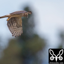 背後からやってきて気づくのが遅かったので、とっさの撮影。なんとか撮れた。^^;