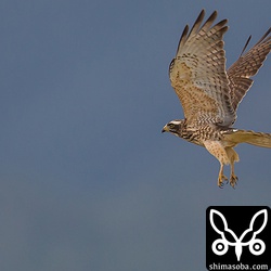 サシバの幼鳥2羽が牛種子牧場にいました。ベニバトは見当たらず。