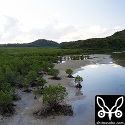 浦内川河口に広がるマングローブ地帯。
