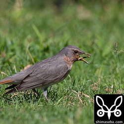 シャクトリムシのようなものを捕まえたノドアカツグミ。