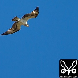 ミサゴも多くの個体に会いました。