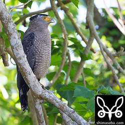 南風見田キャンプ場近くにいたカンムリワシ。