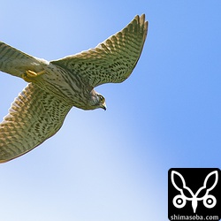 ノドアカツグミを飛ばしてくれたチョウゲンボウ。^^;