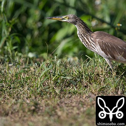 西表島での探鳥40種目はアカガシラサギでした。