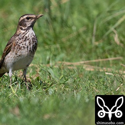 ただツグミも現れました。今季初確認です。