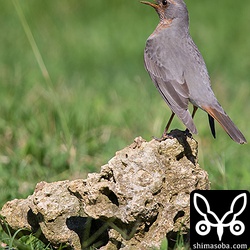 お立ち台に立ち、背中も見せてくれました。