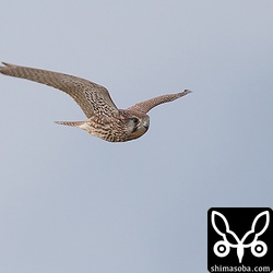 チョウゲンボウにはタヒバリらしき小鳥がモビングしていました。