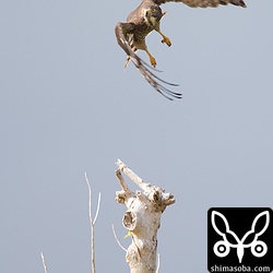 越冬サシバにも数羽出会えました。