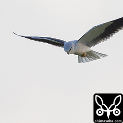 帰り道、サトウキビ畑の上空でカタグロトビがホバリングしていました。本日、3羽目です。^^