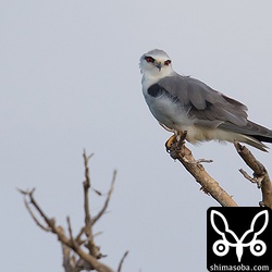 上のカタグロトビより先にやってきた方。メスなんでしょうか?
