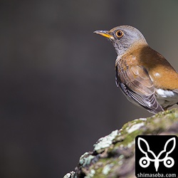 非常になれた個体で、2メートルぐらいまでは寄れました。警戒心の強いシロハラにしては珍しいです。