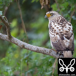 久しぶりのカンムリワシの幼鳥。白水の水路にいました。
