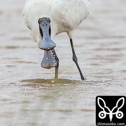 浦田原の田んぼでは、クロツラヘラサギが首を左右に振りながら餌を探していました。小さな巻貝が主な獲物のようでした。