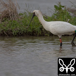 K91のフラッグのついたクロツラヘラサギ。