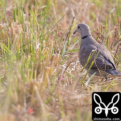 体の小さなベニバトは稲の切り株より背が低く写真が撮りにくかったです。