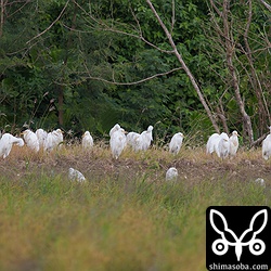 アマサギの群れが寒そうに風を避けて避難していました。