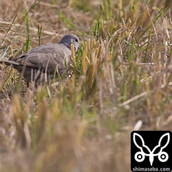 この時期、キジバトの群れにはベニバトが交じっている可能性が非常に高いですね。飛び立つと尾羽の先端が白っぽく目立つのが目印です。