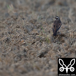 ツグミの仲間も増えてきました。