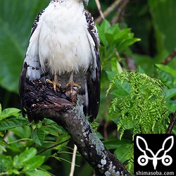 カンムリワシの幼鳥が雨に濡れながら獲物を探していました。