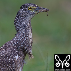 米原ビーチにいたズグロミゾゴイですが、なんと近所のおじさんに餌付けされていました。カラスとズグロミゾゴイがおじさんから仲良く餌をもらっていました。