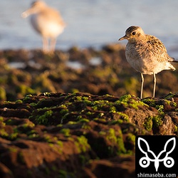 こちらはムナグロ。