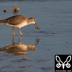 キアシシギがカニを捕まえました。