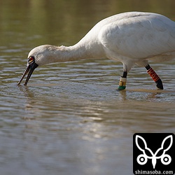 フラッグ付きのクロツラヘラサギ。