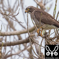 サシバは牧草地で獲物探し。