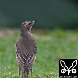 ハチジョウツグミはもう1羽いました。