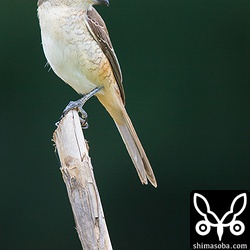 シマアカモズのメス冬羽。