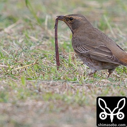 芝生を掘り返してミミズを捕まえたハチジョウツグミ。見事なものです。