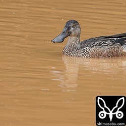 こちらのハシビロガモのオスは、まだエクリプスです。