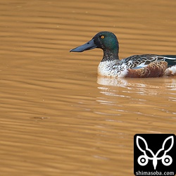 赤土に染まった沈砂池にはハシビロガモのオス。エクリプスから生殖羽にほぼ変わっています。