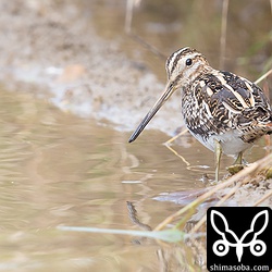 タシギはよく観察すると、畦にポツポツと。