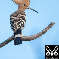 1羽は枝に止まって羽繕いなどしてリラックスして降りてきませんでした。シャッターの音に驚いて冠羽を立てたヤツガシラ。