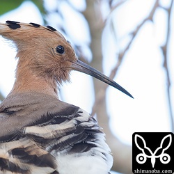 この個体は慣れていました。ヤツガシラは大抵人を怖がりませんが、もう1羽は警戒心強目でした。