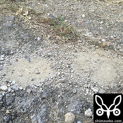 ヤツガシラの砂浴びしていた場所。羽でも落ちていないかと探しました。^^;