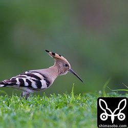 このヤツガシラも警戒心が強かったー。^^;