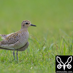 左の翼が折れたムナグロがいました。電線にでも当たったのでしょう。