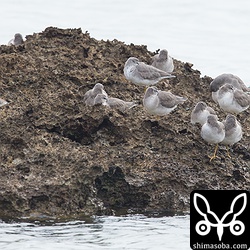 ダイゼンとキアシシギの群れ。
