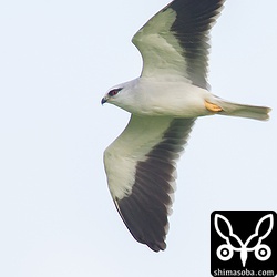 カラスに追われたカタグロトビがかなり近くを横切って行きましたが、逆光気味なのが残念…。^^;