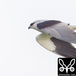 一番近いカタグロトビ。近すぎて無理な体勢で撮影したので、腰にきました…。