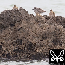 ムナグロとダイゼン。