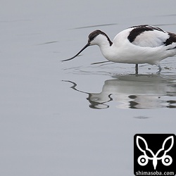 たまにミサゴが上空を旋回すると驚いて飛び出していましたが、三角池からは出ないようでした。